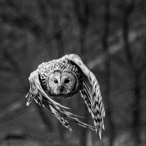4032 Fotograf  Jesper Fremming  -  Owl in flight III   